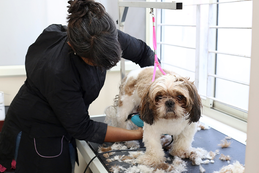 Pawzz Town Clinic & Pet Store